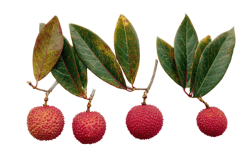 Lychee-like fruits dangle from leafy branches, autumn hued