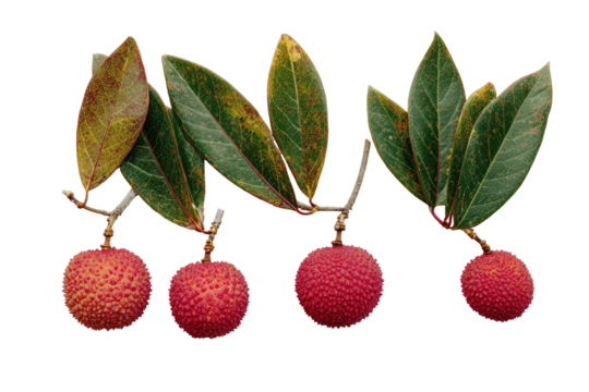 Lychee-like fruits dangle from leafy branches, autumn hued