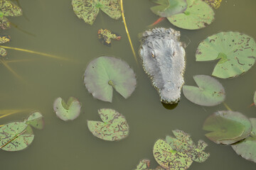krokodil wasser see gefahr © fotorena.de