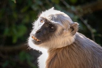 Monkey and Mammals of Africa