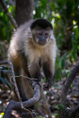 Monkey and Mammals of Africa
