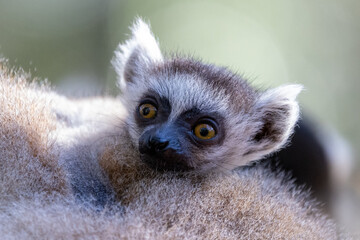 Monkey and Mammals of Africa