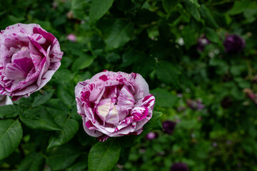 rose rot naur pflanze