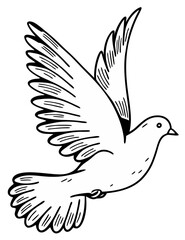 Obraz premium beautiful white dove is flying