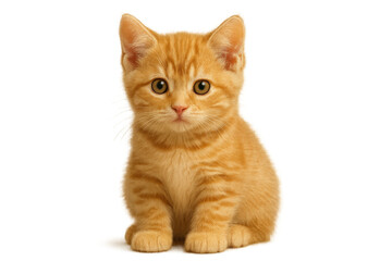 Cute ginger kitten sitting, looking at camera, adorable domestic pet, transparent background for easy use