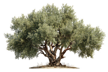 Full, leafy olive tree on black. Rustic, gnarled trunk