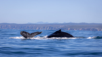 Fototapeta premium Humpback Whales