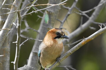 枝にとまるミヤマカケス