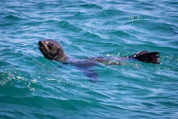 Obraz premium Cape Fur Seal