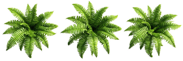 Three aerial green ferns, top view, isolated