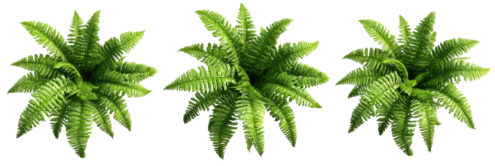 Three aerial green ferns, top view, isolated