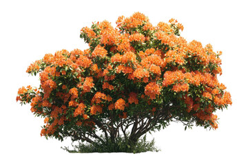Bushy plant with vibrant orange blooms