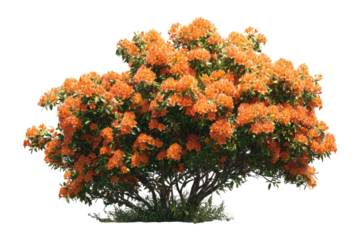 Bushy plant with vibrant orange blooms