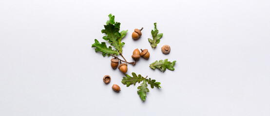 Branch with green oak tree leaves and acorns on colored background, close up top view
