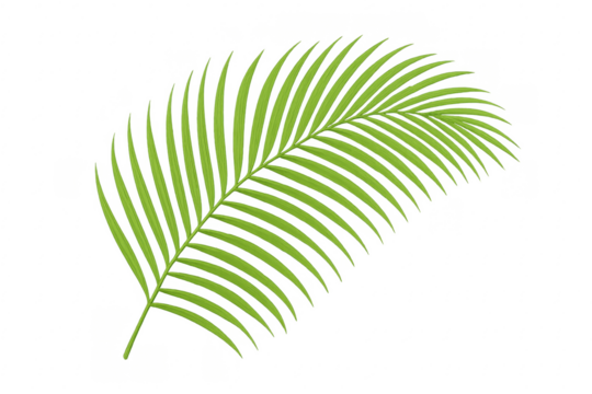 Green palm frond tropical plant transparent background