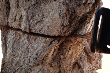 Chainsaw in action for cutting wood. worker cuts a tree trunk into logs with a saw. Close-up of a...