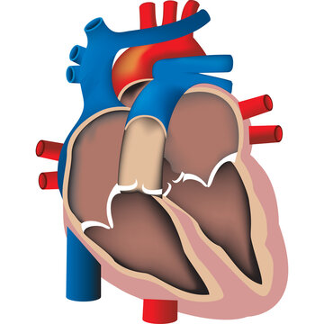 human heart anatomy diagram, blue red clip art preview