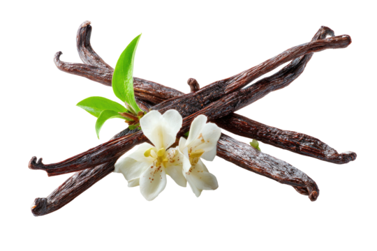 Vanilla beans, flower, and leaves, crossed on a dark background