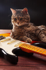 Funny cat with electric guitar on dark background.