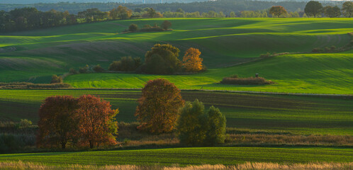 Intensely green fields contrasting with the autumn colors of trees in Brandenburg, Germany