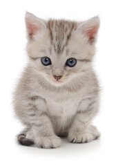 Gray tabby kitten sitting on white background