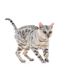 bengal cat in studio