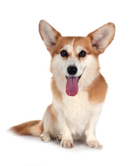 Pembroke Welsh Corgi