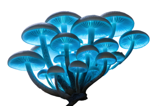 Cluster of Bioluminescent Blue Fantasy Mushrooms Glowing on Dark Ground Isolated
