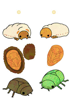 Rhomborrhina japonica and scarab beetle