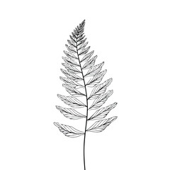 Naklejka premium Elegant continuous line fern leaf minimal vector