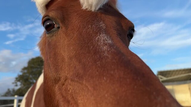 Close up of Funny pinto horse or pony wearing red Santa hat looking at camera in paddock at stable. Animals in Christmas decoration on natural blue sky background. Chinese zodiac sign of Year of Horse