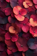 Velvet-like petals from exotic flowers in deep hues