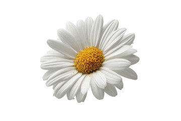 Isolated daisy crisp white petals, bright yellow center