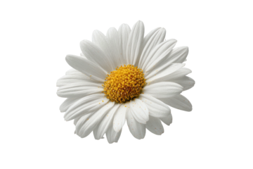 Isolated daisy crisp white petals, bright yellow center