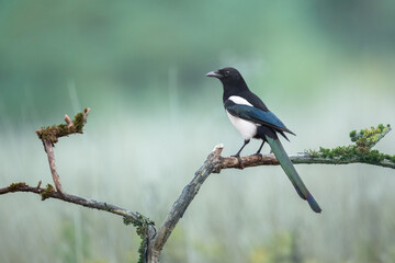 Bird - Common magpie Pica pica, very smart and clever bird with black and white plumage on blurred background, autumn time Poland Europe