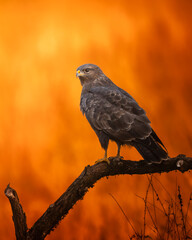 Birds of prey - perching Common buzzard Buteo buteo in the fields in autumn, buzzard in natural habitat hawk bird on the meadow, predatory bird Poland Europe amazing warm  light and background sundown