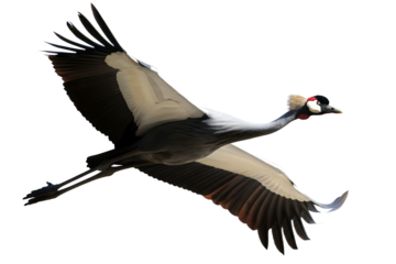 graceful african crowned crane in flight isolated on white background, png, ai generated