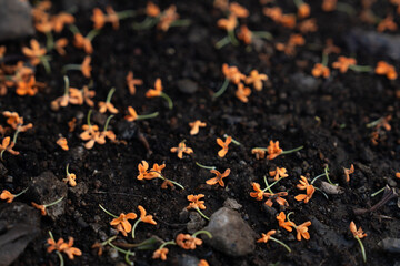 Japanese Autumn Orange Flower 