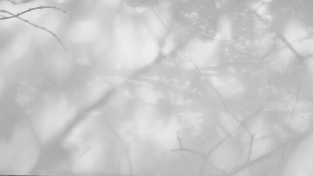 Black and white or grayscale abstract texture showing shadow cast tree branches and leaves onto light flat surface. Composition dominated soft diffused light and subtle gradation of gray tones
