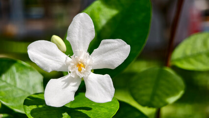 close-up macro single white star-shaped flowers, likely a type of jasmine, gardenia, or crepe jasmine, with a soft-focus, blurred green background.