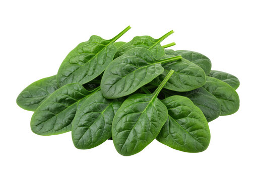 Isolated raw spinach leaves, fresh baby spinach salad ingredient, leafy vegetable crop