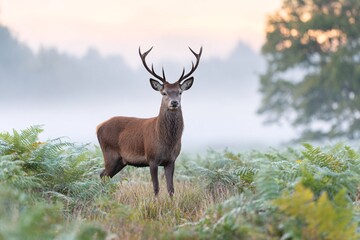 Fototapeta premium Red deer standing alert in misty rewilded landscape at dawn