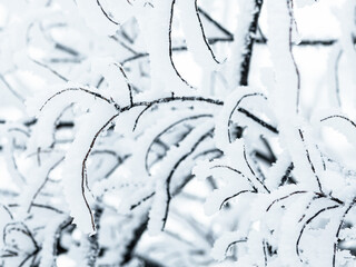 Snow and rime ice on the branches of bushes. Beautiful winter background with trees covered with hoarfrost. Plants in the park are covered with hoar frost. Cold snowy weather. Cool frosting texture.