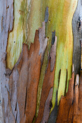 Abstract, closeup of the multicolored, mottled peeling bark on the trunk of a Eucalyptus tree growing in northern California.