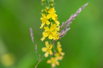 Vibrant Yellow Wildflowers Blooming Beautifully in Natures Colorful Landscape and Flora