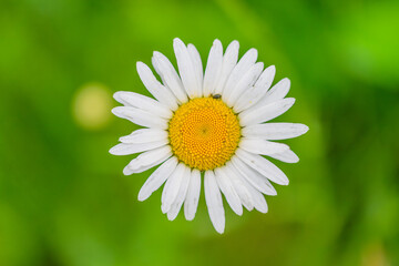 Fototapeta premium A Beautiful Daisy in a Serene Nature Setting Surrounded by Colorful Flora and Greenery