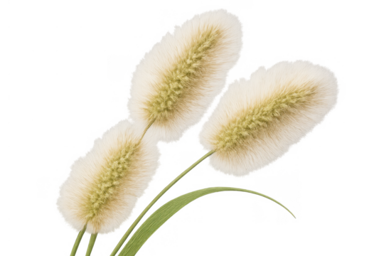 Fluffy bunny tail grass plumes rendering isolated on transparent background, soft decorative natural plant element