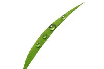 Green grass blade with fresh circular water droplets illustrating morning dew and organic nature, transparent background