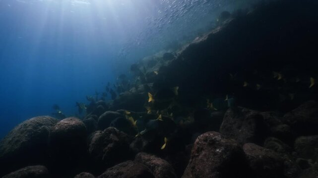 yellowtail surgeonfish feeding around rocky floor, illuminated by shimmering sunlight filtering through the waves, cinematic slow motion