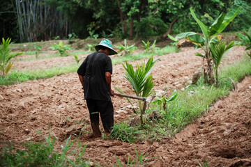 Farming action in tropical landscape agriculture work rural area close-up view sustainable practices